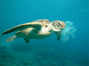 Great Barrier Reef